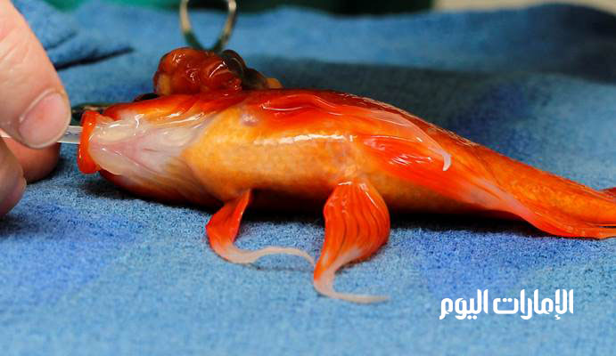 وخاط الجراح جرح جورج بنسيج صمغي وحقنه بالمضادات الحيوية، وقدر الأطباء أن يعيش جورج عشرين عاما أخرى.