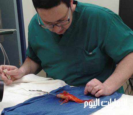 وقال الجراح المختص في المستشفى البيطري إن السمكة "جورج" وعمره 10 أعوام، بدأ "يعاني بشدة" وهو ما رجح قرار التدخل الجراحي.