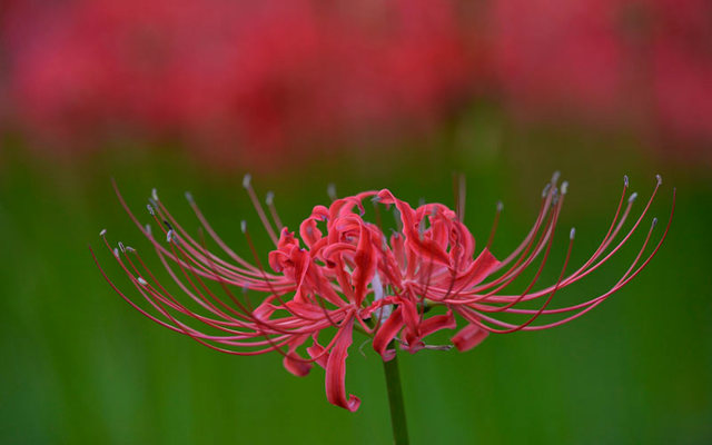 زنابق العنكبوت الأحمر تتفتح في حديقة كينجاكودا في هيداغا بالقرب من العاصمة اليابانية طوكيو. الصور من إي بي أيه