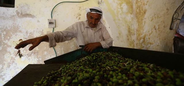 تقول الأمم المتحدة إن 80 ألف عائلة فلسطينية تكسب دخلها من زراعة الزيتون.