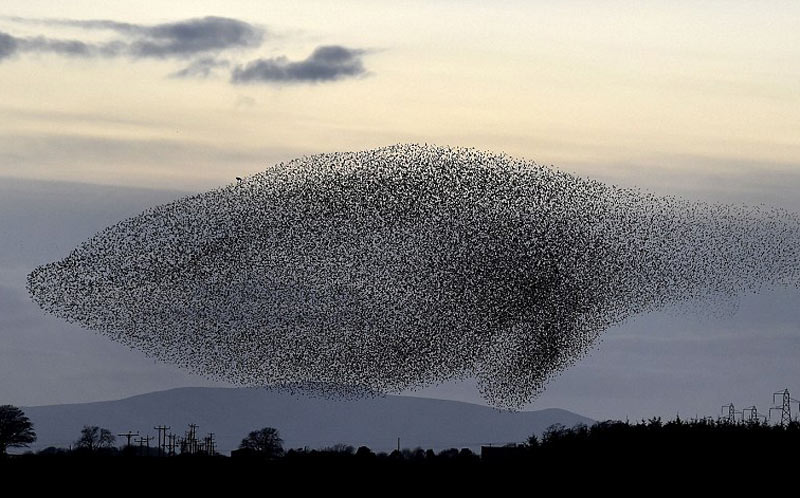 مشهد هجرة أسراب طيور الزرزور فى فصل الشتاء.نقلا عن"ديلي ميل"البريطانية