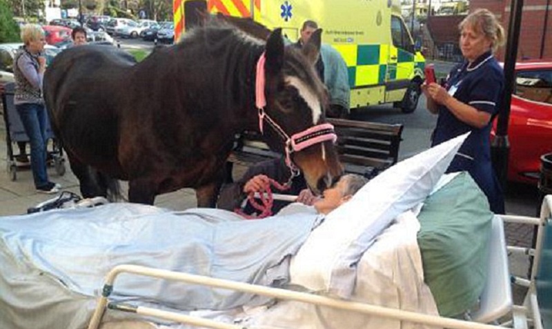 صورة البريطانية شيلا مارش  التى طلبت  إحضار حصانها الذى قامت برعايته منذ كان مهرًا إلى المستشفى لوداعه،قبل وفاتها بلحظات. حيث هزت هذه الصورة مشاعر البريطانيين وتصدرت صفحات الصحف .