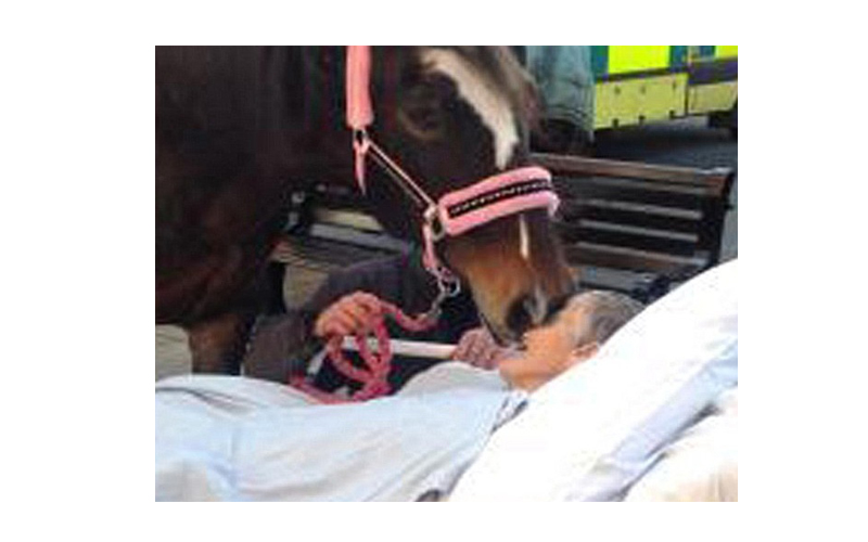 وتوفيت شيلا مارش جراء السرطان عن "77 عامًا" بعد ساعات من نقلها بسرير المستشفى من أجل لقاء أخير بحصان الاستعراض - برونوين - "25 عامًا" فى موقف السيارات فى إحدى مستشفيات ويجان فى شمال غرب إنجلترا.