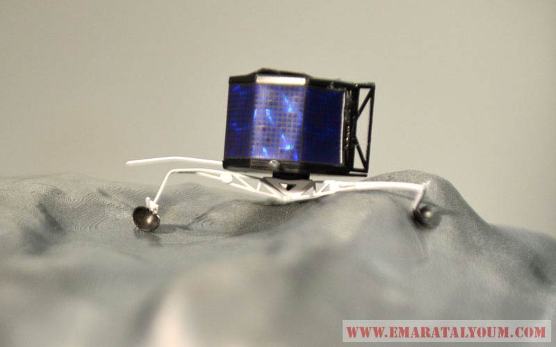 الشكل: على شكل بطة مع فصين،احدهما أكبر من الأخر تربطهما رقبة صغيرة.