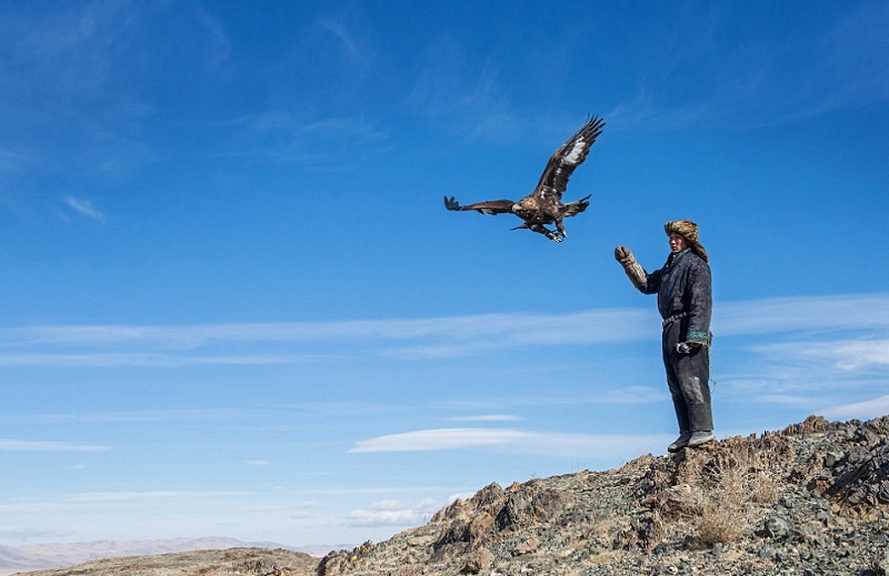 مهرجان النسر الذهبي في منغوليا، تقليد يعود إلى القرن العاشر الميلادي، حيث يقوم المشاركون فيه باستخدام النسور في الصيد ، والتي تصل سرعتها إلى 320 كيلومترا في الساعة.  نقلا عن صحيفة "ديلي ميل"