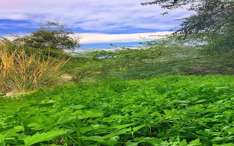 تصوير- عضو في فريق سماوي للاستكشاف، ومحترف في مطارده الامطار وتصوير الطبيعية أحمد البدواوي.