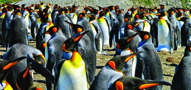 فريق «هيئة المسح البريطاني للقطب الجنوبي» سيبدأ قريباً بتتبع طيور البطريق الإمبراطوري في شبه جزيرة «جيسون» في القارة القطبية الجنوبية. أرشيفية