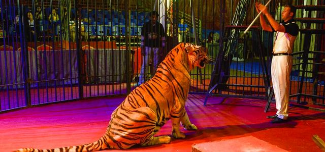 سيرك راؤول الإيطالي يقدم العديد من الفقرات الشيّقة والإكروبات الممتعة مثل فقرة الحيوانات المفترسة.

من المصدر