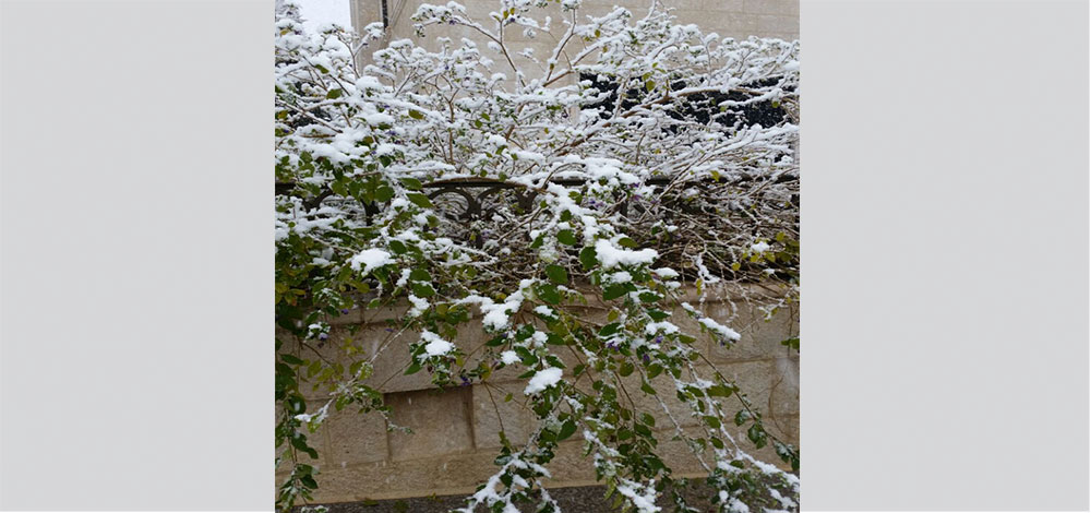 الصور بعدسة القارئة دانة كمال - عمّان / الأردن