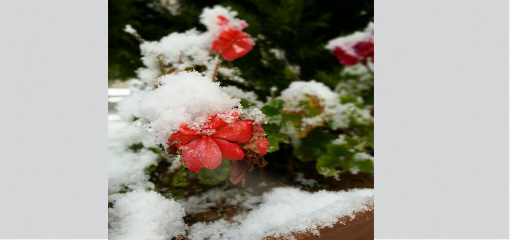 الصور بعدسة القارئة دانة كمال - عمّان / الأردن