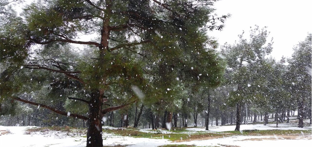 الصور بعدسة القارئة دانة كمال - عمّان / الأردن