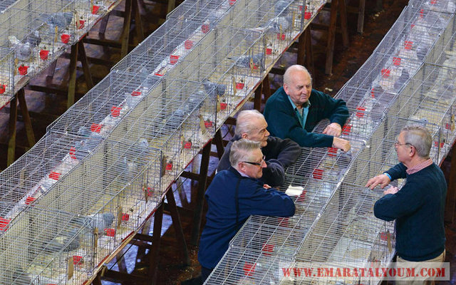 وشهد المعرض الذي بدأ أول مرة العام 1972 مشاركة نحو 2500 حمامة وحضور أكثر من 25 ألف زائر من مختلف دول العالم.