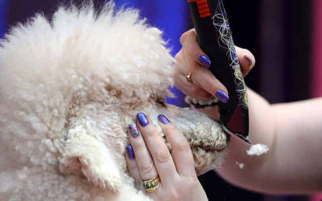 معرض "كرفتس" الدولي للكلاب، مناسبة للتنافس حول أفضل زينة للكلاب. برمنغهام.إنجلترا.إي.بي.إيه