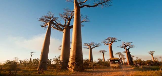 تعد المدينة مركزاً لانطلاق جولات التنزه إلى طريق أشجار الباوباب. د.ب.أ