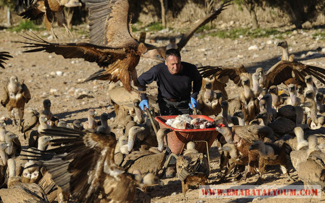 ويحضر موراغريغا اللحوم مثل الأرانب الميتة وغيرها لإطعام هذه الطيور الجارحة التي يعتمد غذاءها على جثث الحيوانات.