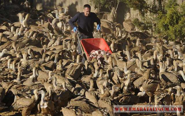 منذ 27 عاماً والبحار الأسباني المتقاعد خوسيه رامون موراغريغا اعتاد يومياً على القيام بإطعام مئات النسور في منطقة فالديروبيس في محافظة تيرويل بشرقي أسبانيا. الصور من أ ف ب