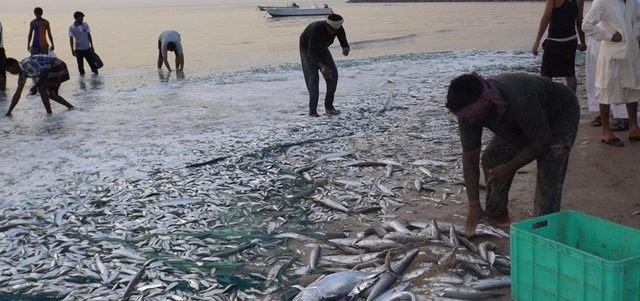 مشكلة سمك العومة لا تنتهي عند شاطئ إنما تمتد إلى الأحياء السكنية بسبب الروائح الكريهة. الإمارات اليوم