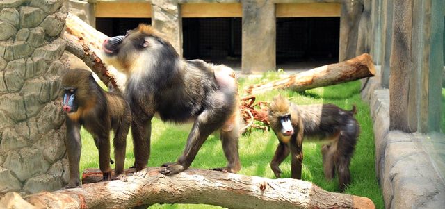 النوع الجديد من القرود يمثل إضافة نوعية جديدة ومميزة لزوار الحديقة. من المصدر