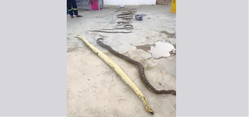 نقلاً عن المصدر