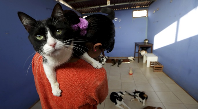 ملجأ يضم أكثر من 50 قطة ضالة في ليما بجمهورية بيرو - الصور وكالات