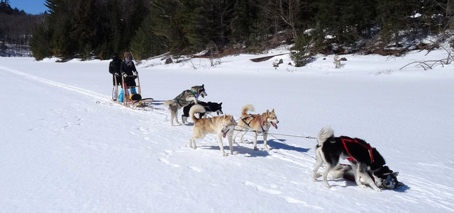 توفر كندا لعشاق المغامرة أجواءً مثيرة للاستمتاع بجولة وسط المناظر الطبيعية التي يكسوها الجليد في مقاطعة أونتاريو، حيث يمكنهم التعرف إلى الغابات والحياة البرية في هاليبرتون، من خلال الانطلاق في جولة على الزلاجات التي تجرها ستة من الكلاب ذات البنية القوية. د.ب.أ