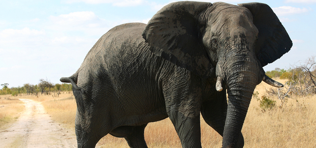 تنتشر الأفيال بكثرة في محمية مانا بولز في زيمبابوي.