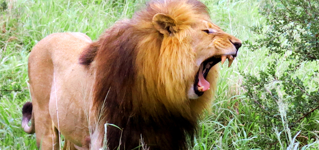 بإمكان زوّار محمية مانا بولز مشاهدة ملك الغابة عن كثب. د.ب.أ