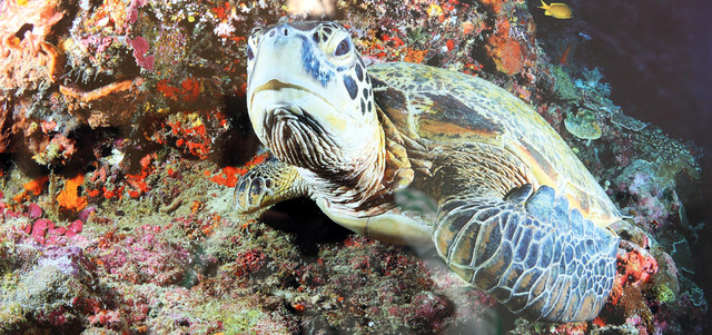 ما تم اكتشافه تحت أسطح البحار والمحيطات يراوح ما بين 7 و8% مما هو موجود بالفعل. الإمارات اليوم