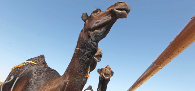 العدد الجديد يصدر بالتزامن مع مهرجان الظفرة في المنطقة الغربية بأبوظبي.  من المصدر