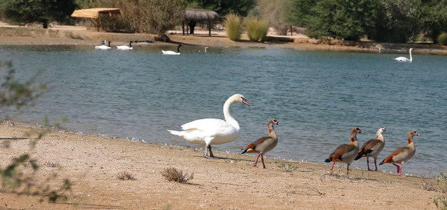 المشروع يقدم كثيراً من المتطلبات البيئية حيث جذبت البحيرات الواسعة مجموعات كبيرة من الطيور المهاجرة التي وجدتها ملاذاً آمناً للتكاثر إضافة إلى الطيور والحيوانات الموجودة في المنطقة.  تصوير: أشوك فيرما