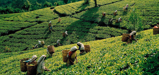 زيادة الطلب العالمي على الشاي أوجدت حاجة إلى زيادة المحصول من الفدان الواحد. أرشيفية