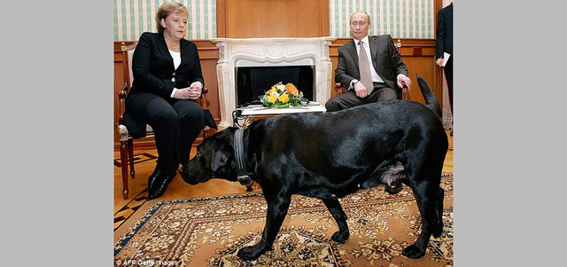 ميركل تنظر إلى الكلبة بوجل أثناء الاجتماع. غيتي