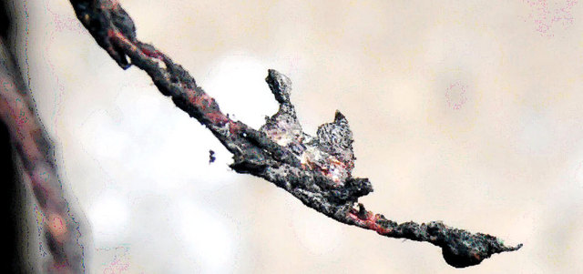 الكابل الذي صدر منه الماس الكهربائي. من المصدر