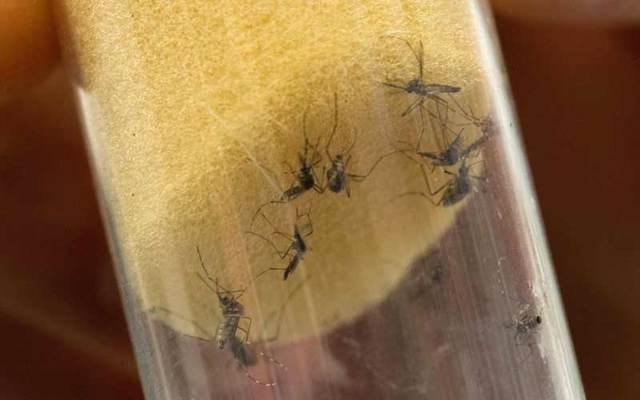 ووفقا لموقع "الصحة العالمية" فإن بعوض النمر يتميز حتى عن مثيلته التي تنقل حمى الضنك بأنه يتربى داخل البيوت ويمكنه قرص أي شخص في أي وقت بينما تقوم ال(ستيغوميا) التي تنقل حمى الضنك في اغلب الأحيان بالقرص في العراء وخلال النهار فقط.