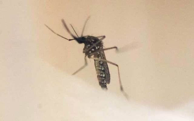 ويعد هذا النوع من البعوضيات من جنس الزاعجة. ويقوم بنقل فيروسات الحمى الصفراء وحمى الضنك وأيضاً الزيكا وتعرف أيضاً باسم بعوض النمر نتيجة لوجود نقط بيضاء وسوداء أشبه بتلك الموجودة على جلد النمر. ويتم تمييزها من نقط بيضاء توجد على أرجلها.