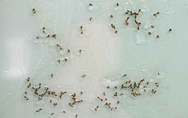 وبحسب موقع منظمة الصحة العالمية فإن أنثى هذا النوع من البعوض تنقل الفايروسات للإنسان خلال امتصاصها دمه. وينتقل الفيروس  بعد دخوله البعوضة إلى غددها اللعابية خلال فترة تمتد من 8-12 يوماً حيث يمكن بعدئذ للفيروس الانتقال إلى جسم الإنسان.