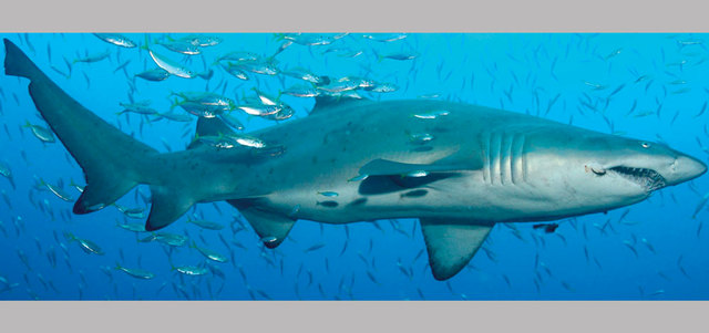 «البيئة» تنفذ خطة وطنية للحفاظ على أسماك القرش من الانقراض لاسيما في مواسم التكاثر. أرشيفية