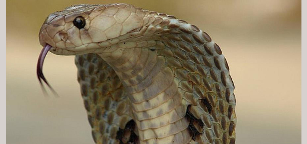 سم أفعى الكوبرا الهندية: تعتبر الكوبرا الهندية من أكثر الأفاعي انتشاراً في العالم وخاصة في جنوب شرق آسيا، وتتميز بسمها شديد الخطورة والذي يُسبِّب مئات الوفيات سنوياً ولكن هذا السم قد يحمل أملاً جديداً لعلاج 350 مليون إنسان مصاب بالتهاب المفاصل حول العالم، حيث أظهرت التجارب أن جرعات صغيرة منتظمة من سم الكوبرا قد تنقص التورم واليبوسة المفصلية وتخفف الألم في المفاصل الملتهبة، وربما يكون تفسير ذلك من خلال حماية الكولاجين في المفاصل ومنع تحطمه ومازالت الأبحاث مستمرة حول كيفية تحضير هذا السم على شكل دواء وطرحه في الأسواق.