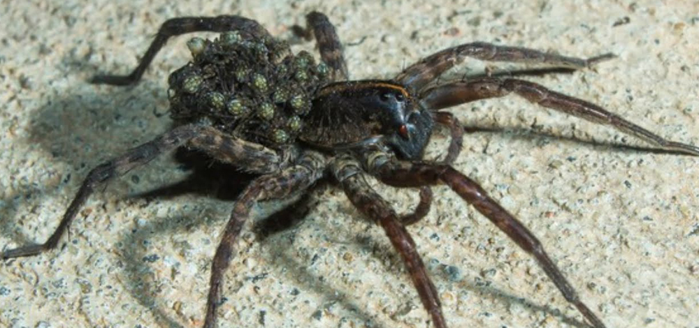 سم العنكبوت الذئبي: العنكبوت الذئبي هو أحد العناكب السامة الخطيرة المنتشرة في أغلب مناطق العالم، ولكن سمّه القاتل قد ينقذ المصابين بالذبحة القلبية من الموت المحقق، حيث وجد علماء من جامعة بوفاللو أن هذا السم قد يقي من الموت بالذبحة القلبية التي تقتل 1 من أصل 4 أمريكيين (تسبب أكثر من ربع الوفيات في الولايات المتحدة الأمريكية)، لأن أحد البروتينات الموجودة فيه تساهم في ضبط الدم وتنظيمه خلال المرحلة الحرجة من الذبحة القلبية عندما يتوقف القلب أو يحدث اضطراب في نظمه.