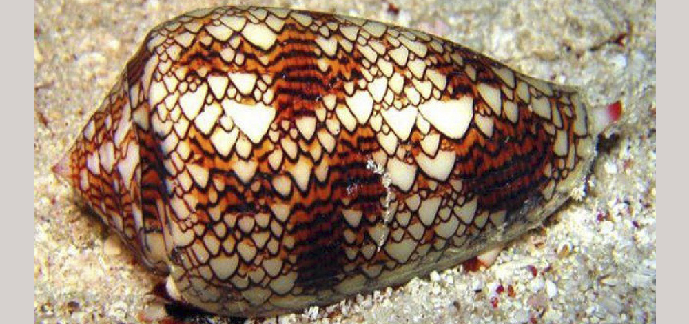 الحلزون المخروطي السام: من أخطر المخلوقات التي تعيش في عالمنا، فهو شديد السمية جداً ويقدّر أن نقطة واحدة من سمه قد تقتل عشرات البشر! وهو يستخدم هذا السم لصيد فرائسه والقضاء على أعدائه، وقد تبيّن أن لبعض المواد الموجودة فيه خصائص مسكنة للألم من خلال إحداثه لحصار في النقل العصبي. وفي عام 2004 وافقت الهيئة الأميركية للغذاء والدواء FDA على طرحه في الأسواق تحت اسم Ziconotide، ويتميّز هذا العقار أنه مسكن للألم أقوى من المورفين بألف مرة، وله استخدامات علاجية أخرى في داء باركنسون والزهايمر والاكتئاب وغيرها.