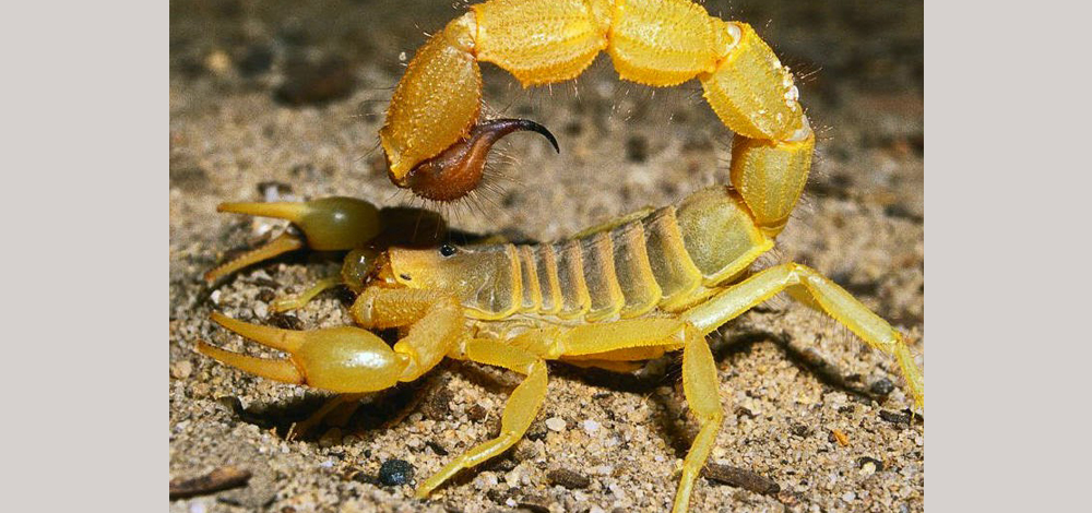 سم العقرب الأصفر القاتل: ينتشر هذا العقرب شديد السمية بكثرة في الشرق الأوسط وشمال إفريقيا، ويعرف باسم &ldquo;عقرب فلسطين&rdquo;، ومع أن سمه شديد الخطورة فقد وجد علماء من جامعة واشنطن، أن له فوائد في علاج سرطانات الدماغ والحد من انتشارها وتحسين إنذارها.