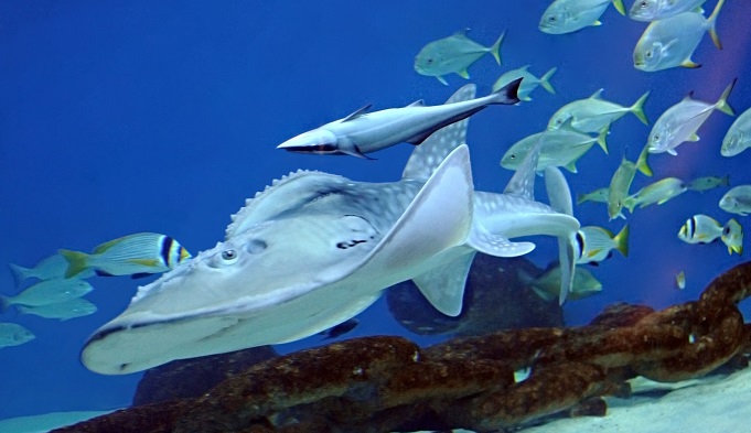 مشهد قاع البحر يعرض نماذج مطابقة للمراكب القديمة الغارقة