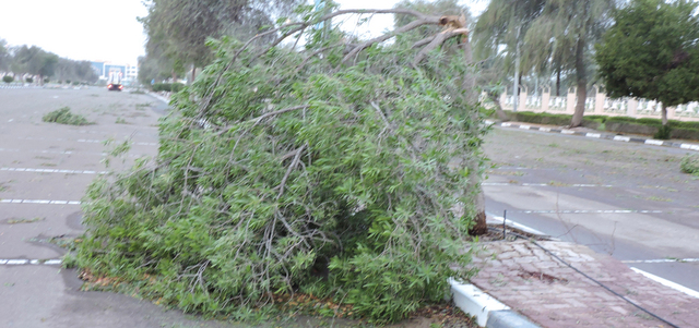 الرياح أدت إلى سقوط أشجار. الإمارات اليوم
