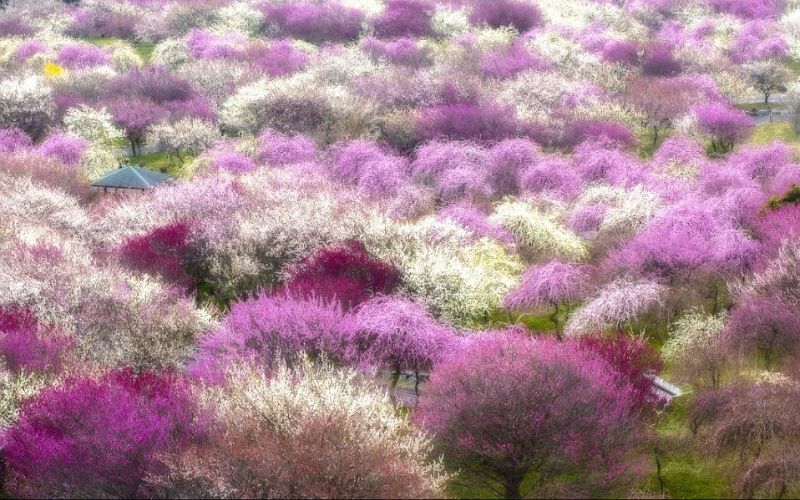 فصل الربيع وبداية موسم زهور الكرز أو "ساكورا "باللغة اليابانية، المعروفة بلونها الوردي الرائع الذي يجذب الآلاف من السياح والمصورين من جميع أنحاء العالم لمشاهدته و تصويره- نقلا عن صحيفة "ديلي ميل"البريطانية.