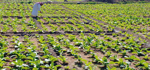 مزارعون طالبوا بتصريف مياه السدود باتجاه المناطق الزراعية للاستفادة منها.أرشيفية