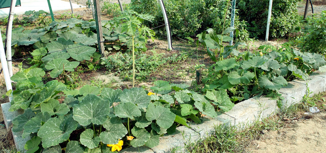 مزارعون: إنشاء السدود في مناطق قريبة من المزارع يعيد الحياة إليها. أرشيفية