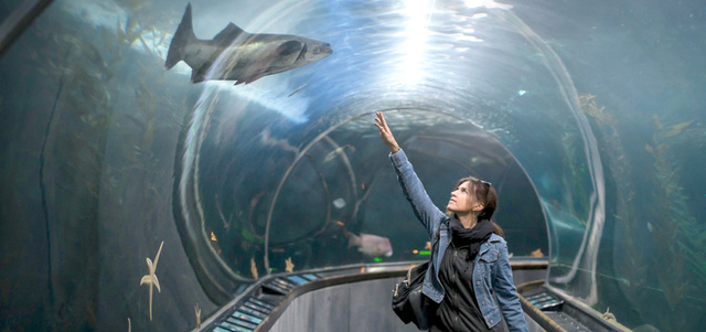 التجربة تهدف إلى إعطاء الفائزين بالمسابقة وضيوفهم لمحة عن المخلوقات البحرية الموجودة حول الغرفة. أرشيفية