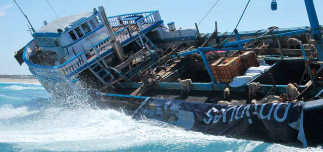 المركب كان محملاً بـ 1200 رأس ماشية. من المصدر