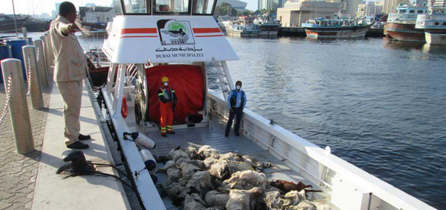 «فريق الأزمات» يسحب الأغنام النافقة لمنع تلوث بيئي. من المصدر