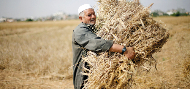 فلسطيني يجمع محصول الشعير خلال موسم الحصاد في مزرعة بخانيونس. رويترز
